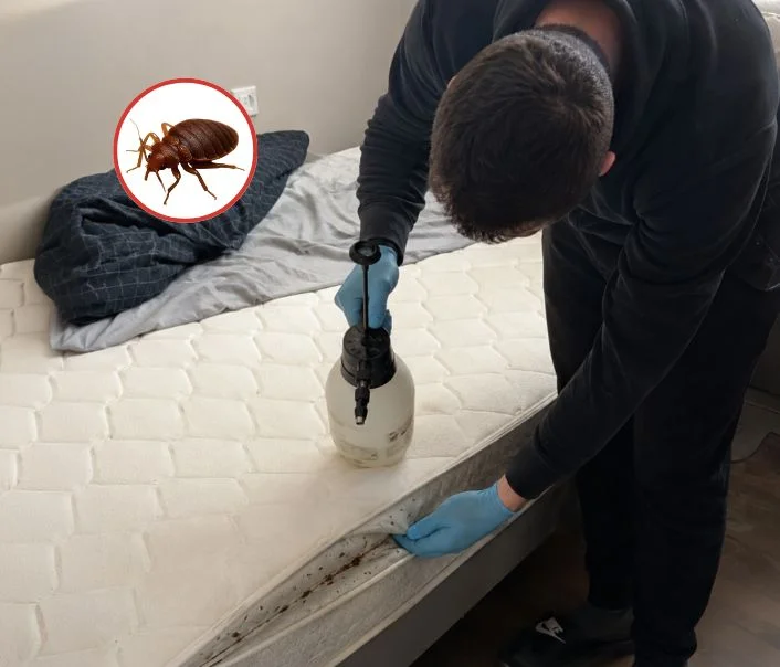Technicien traitant un matelas contre les punaises de lit à Fontenay-le-Fleury